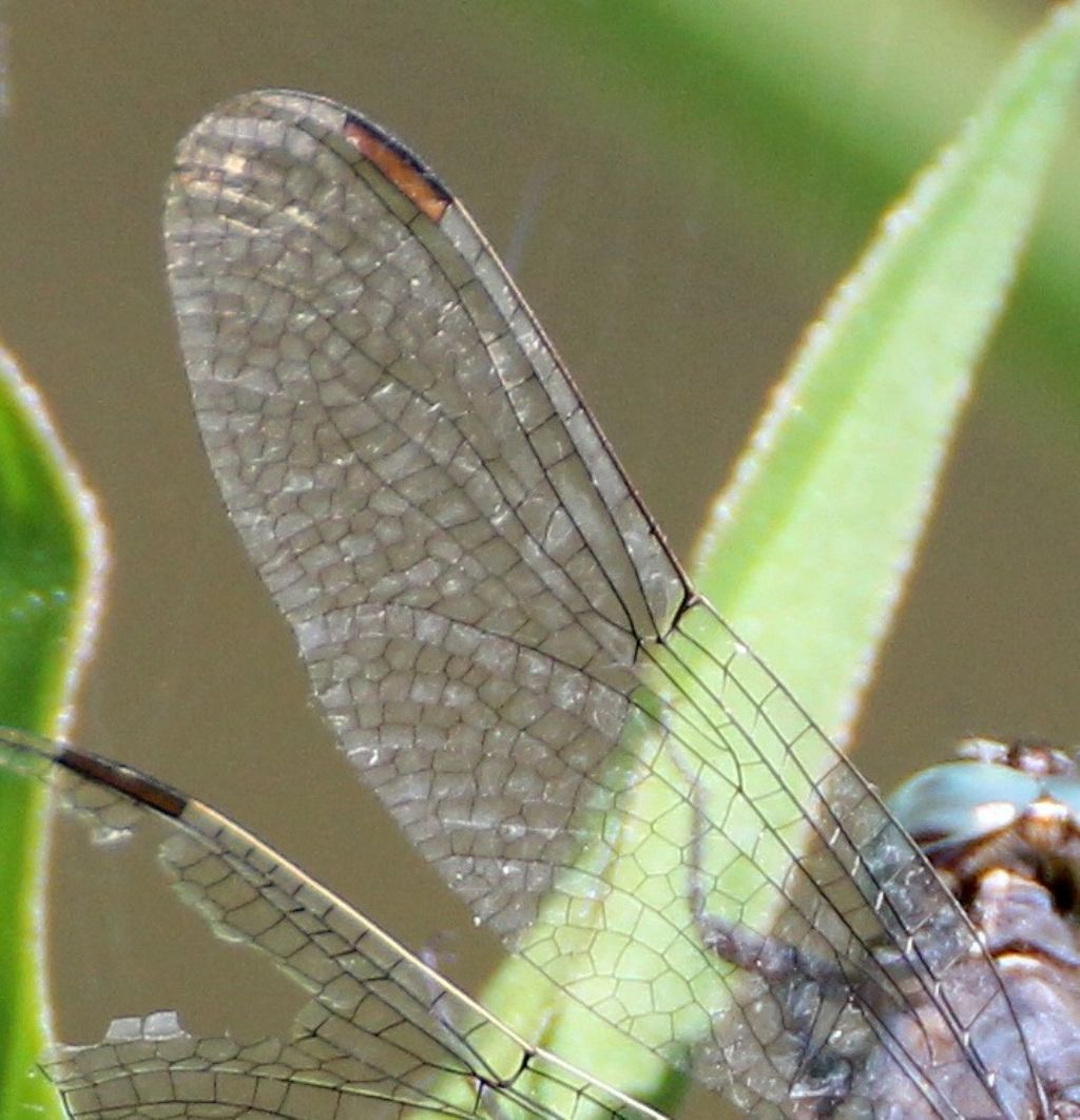 Orthetrum coerulescens